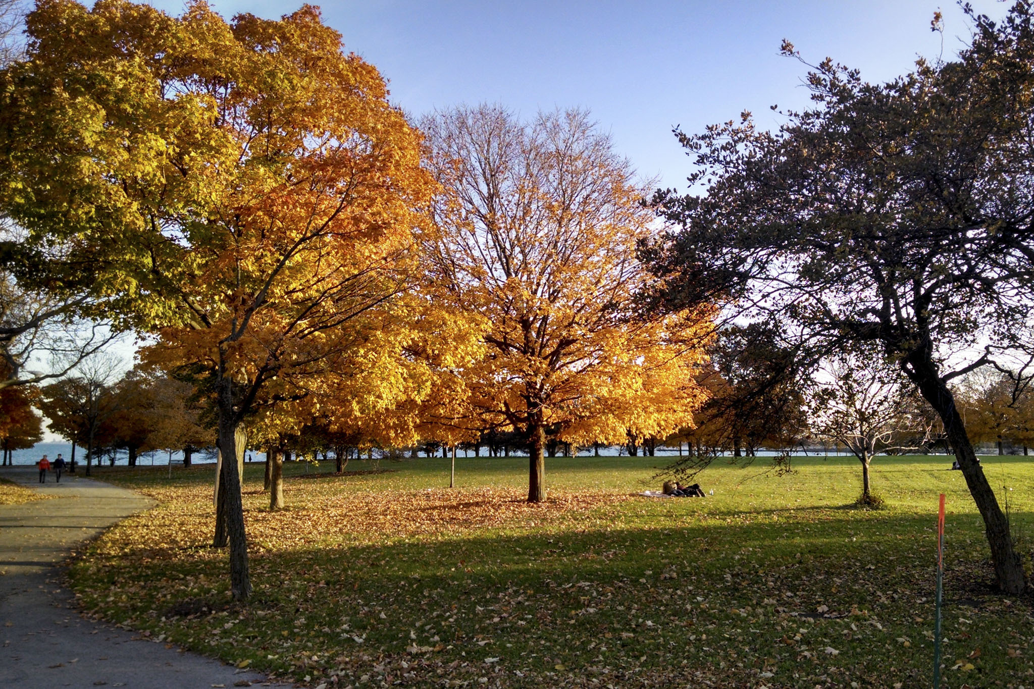 20 Best Places to See Fall Foliage in Chicago in 2020