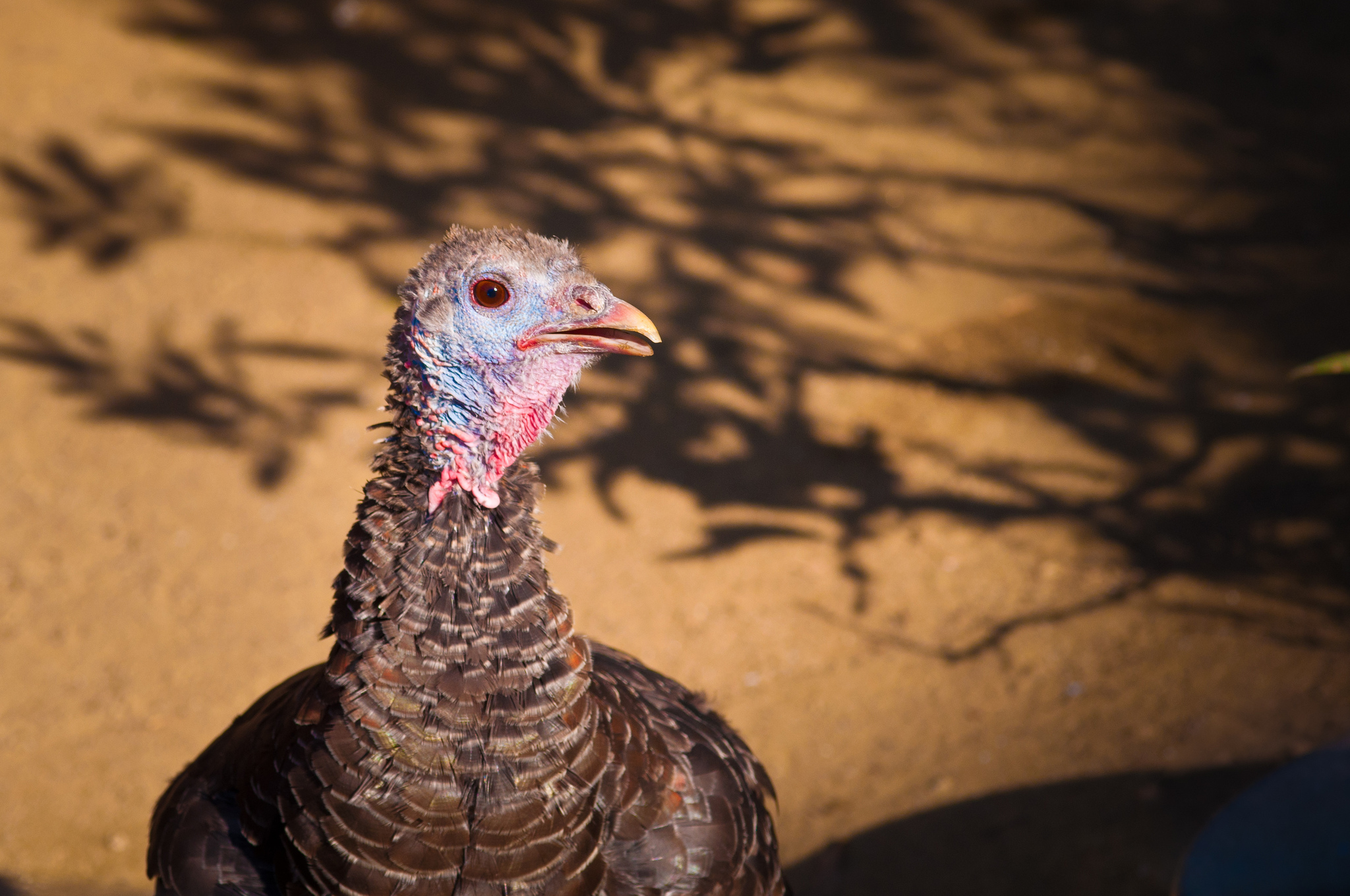 Thanksgiving in Chicago 2017 Guide