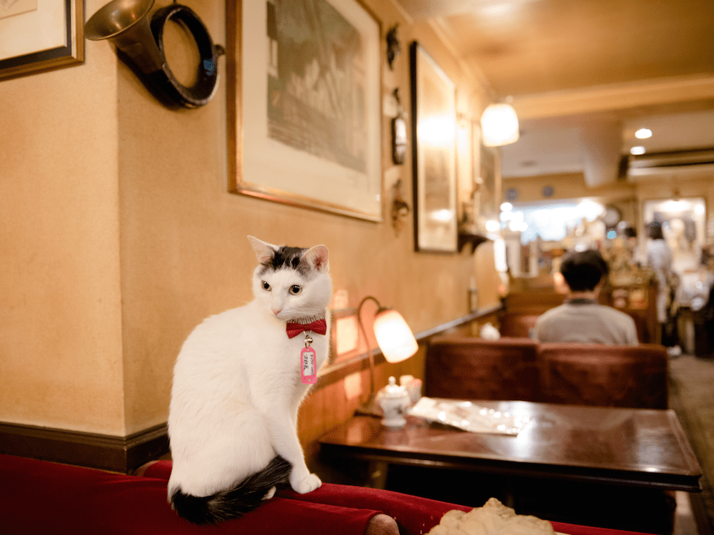 Public cats of Tokyo Cafe Arles, Shinjuku Time Out Tokyo