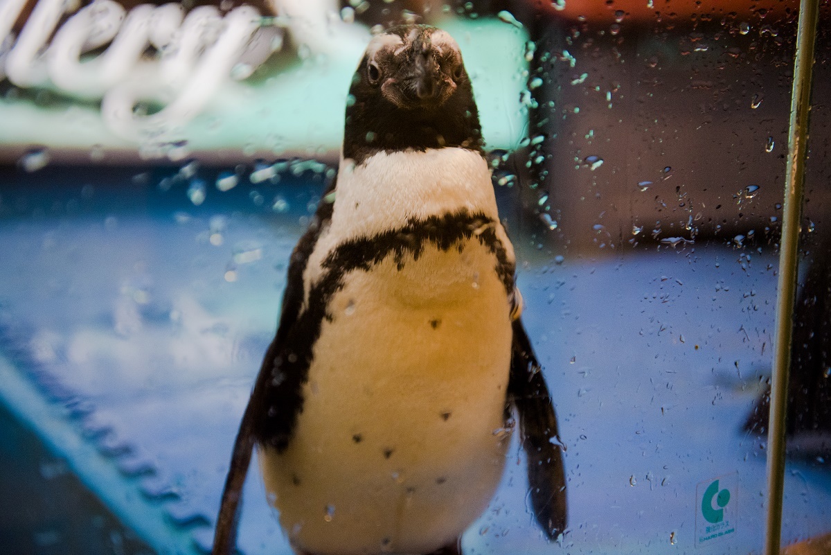 Penguin Bar Bars and pubs in Ikebukuro, Tokyo