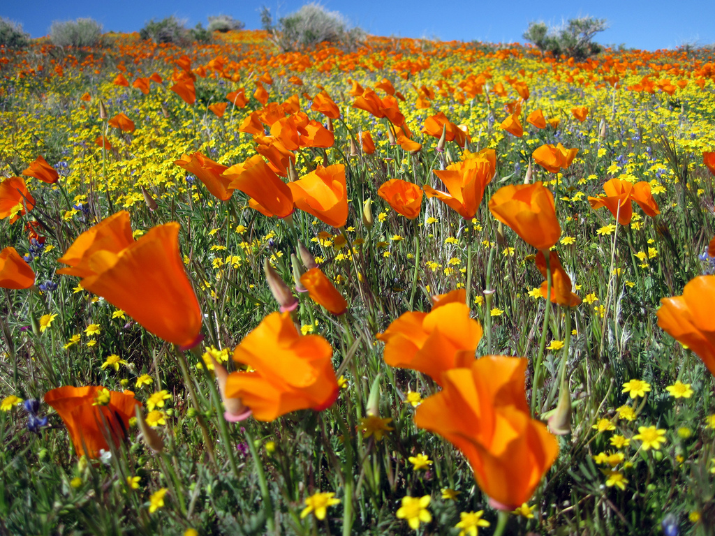 Best Places to See Southern California Wildflowers