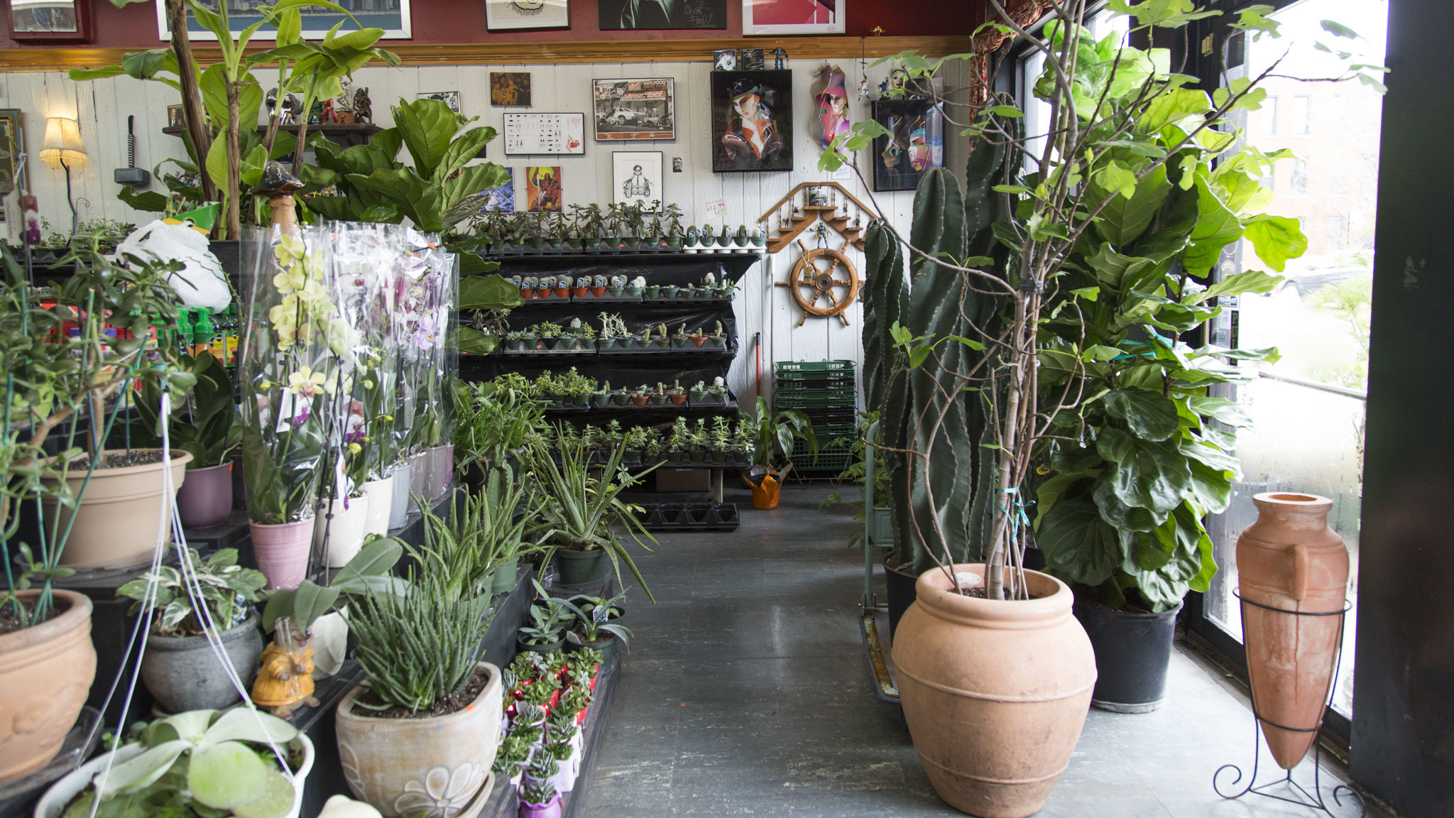 10 Chicago Plant Stores For Finding Home Greenery