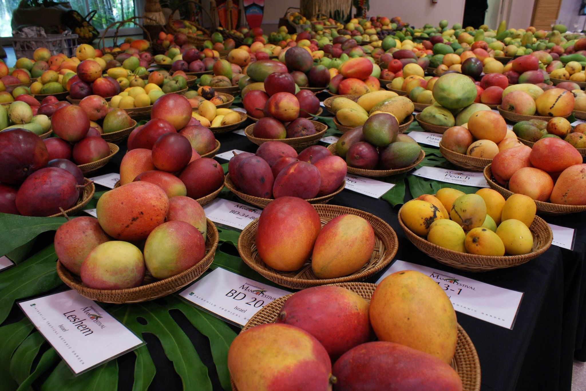 Mango Festival Things to do in Miami