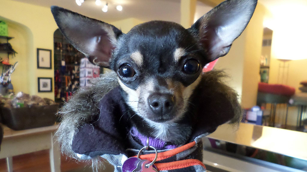 Best pet stores in San Francisco for your furry friends