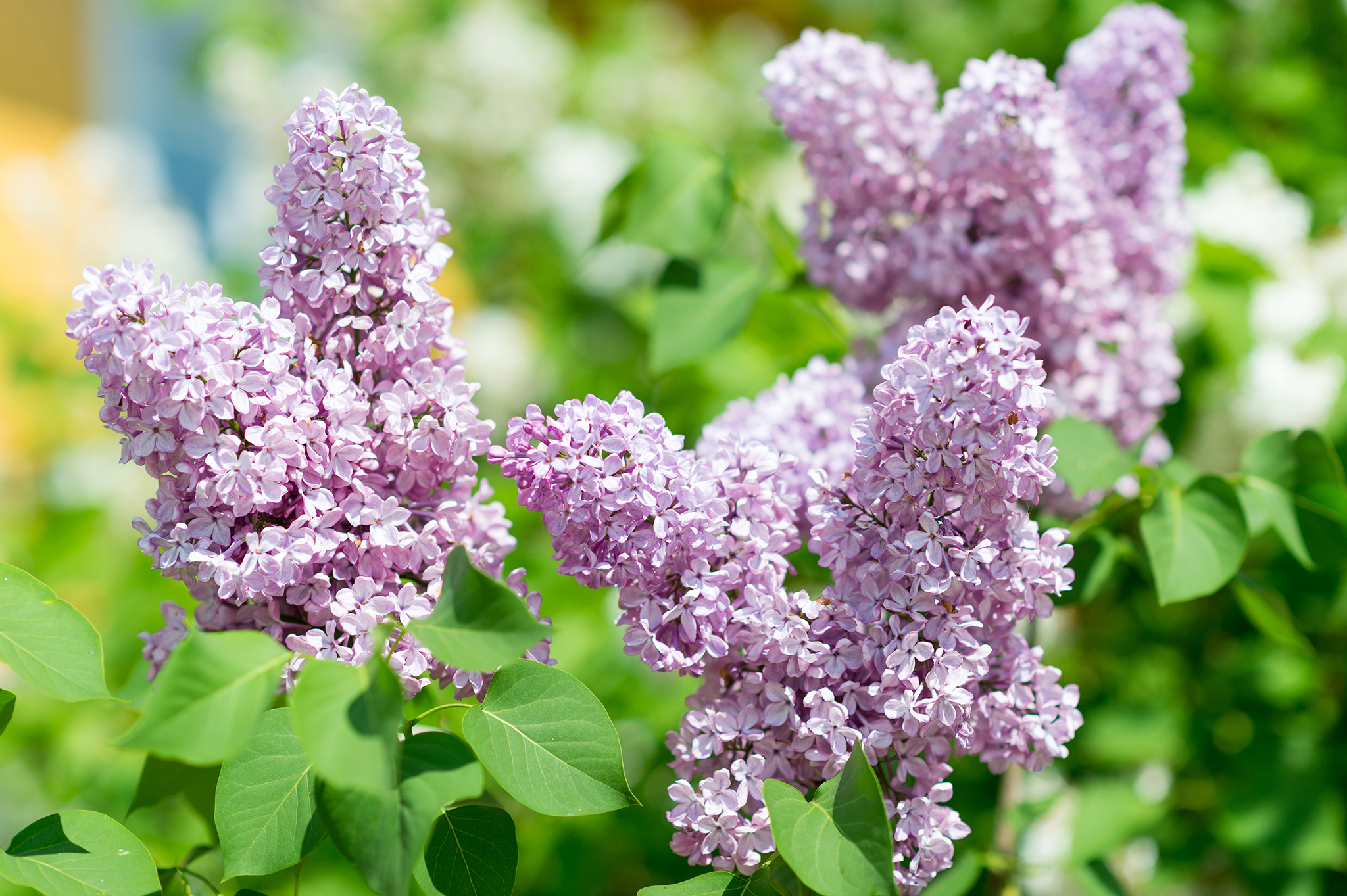 Best things to do in Ocean City, NJ, from biking to beach bumming