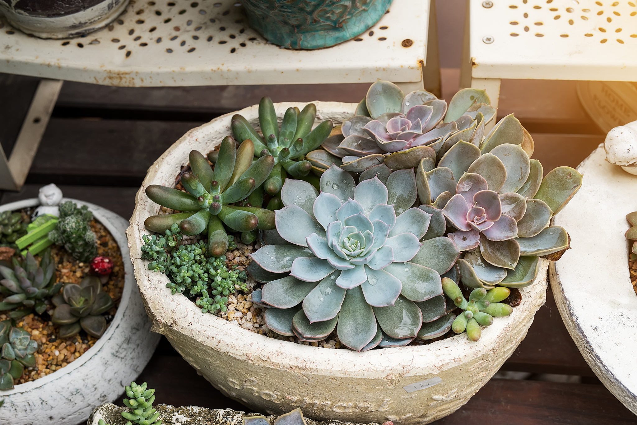 Best Plant Stores NYC Offers To Create An Indoor Jungle