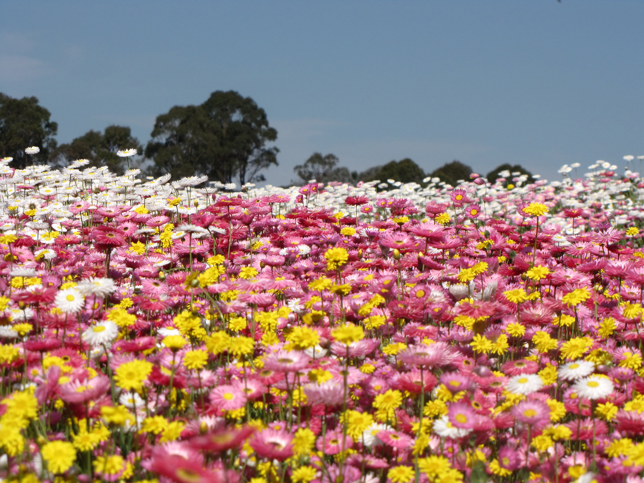 Paper Daisy Display at Australian Botanic Garden Things to do in Sydney