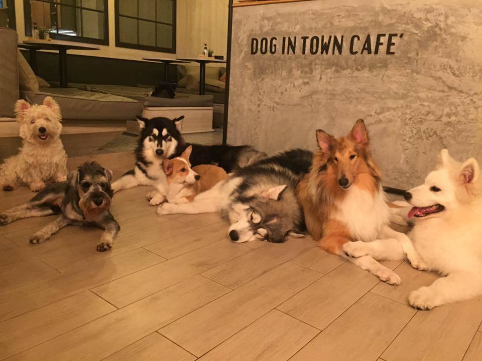 Dog in Town Restaurants in Ekamai, Bangkok