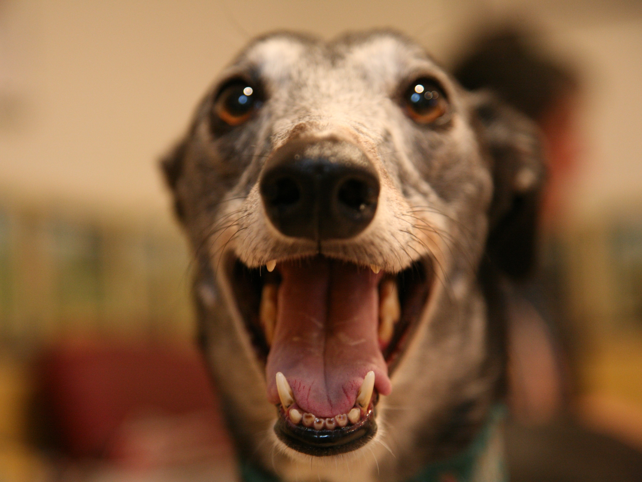 Adoption and Ales is a greyhound adoption day in Alexandria