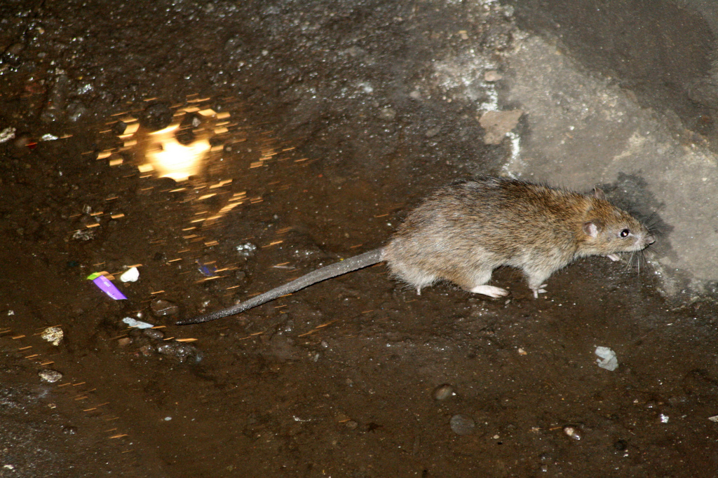 A rare deadly disease linked to rats has appeared in the Bronx