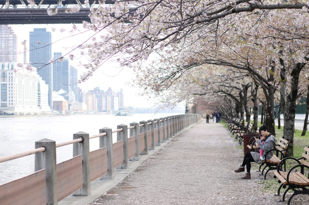 2023 Roosevelt Island Cherry Blossom Festival Roosevelt Island Is Hosting Its Own Cherry Blossom Festival This Weekend