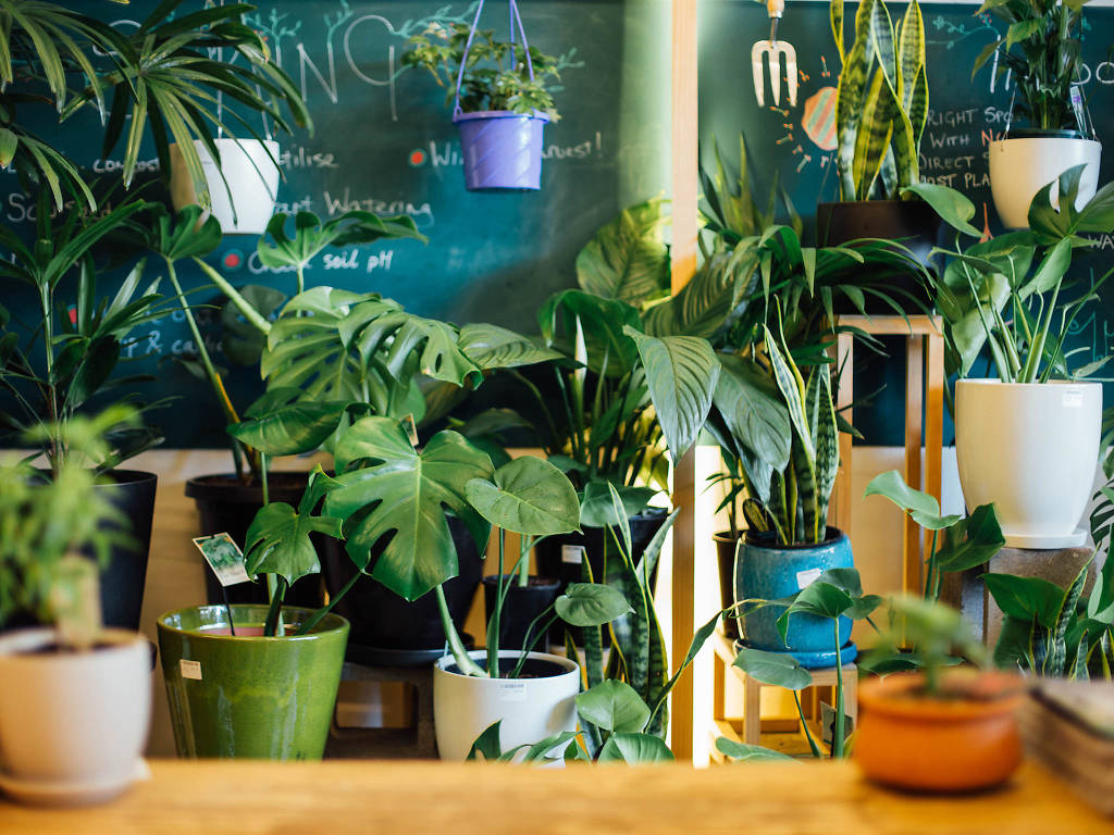 The best nurseries to buy plants in Melbourne