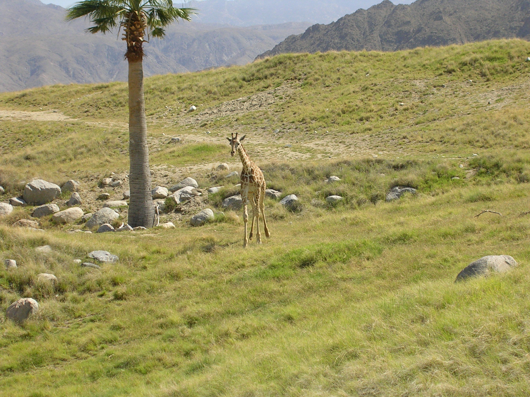 The 11 Best Things to Do in Palm Springs on Your Next Trip