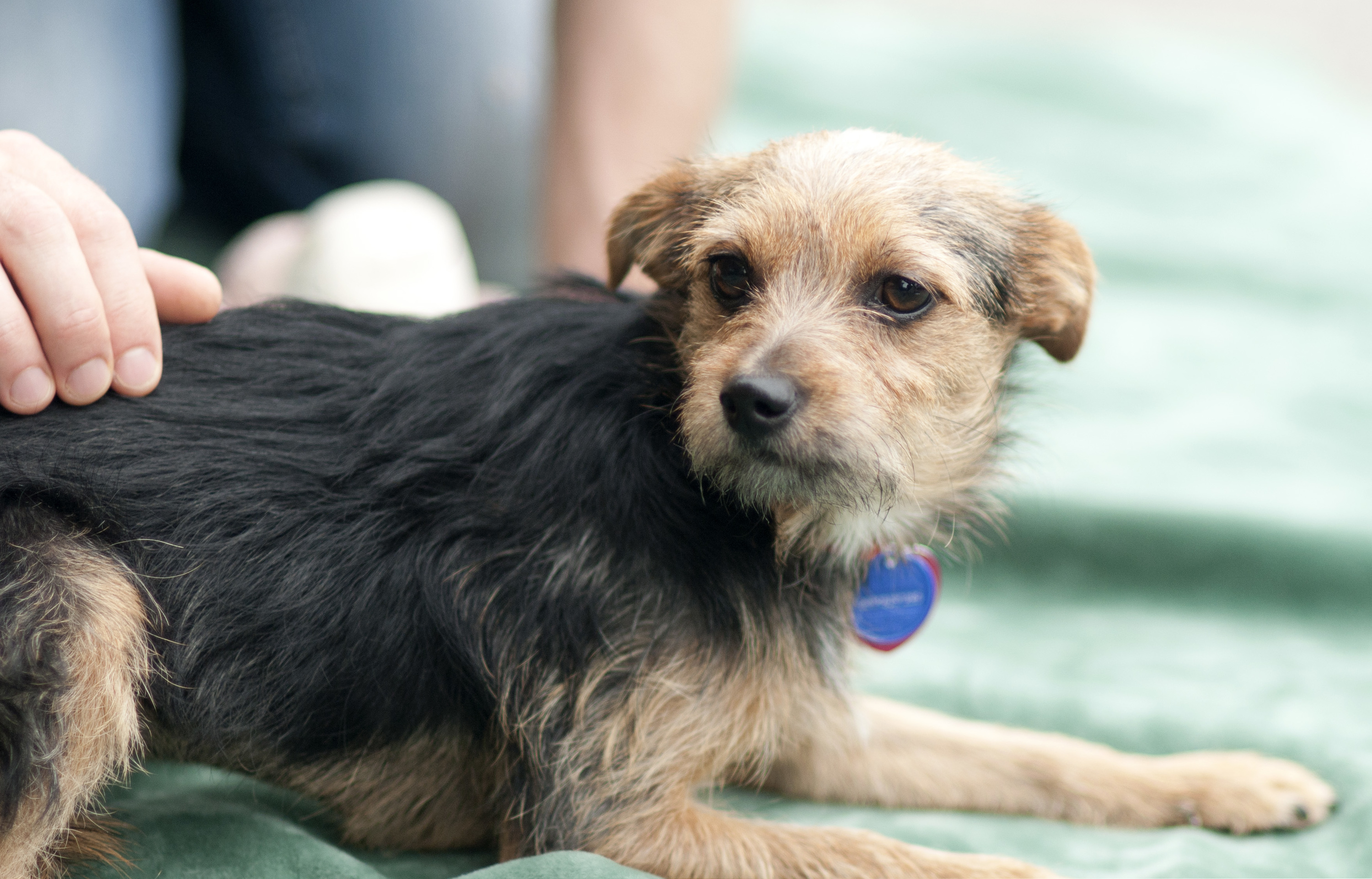 Sydney Dogs and Cats Home Things to do in Carlton, Sydney