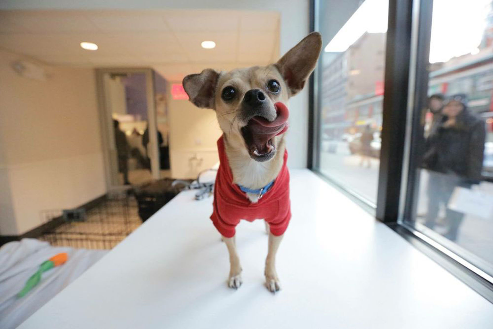 Best places for pet adoption in NYC including foster centers