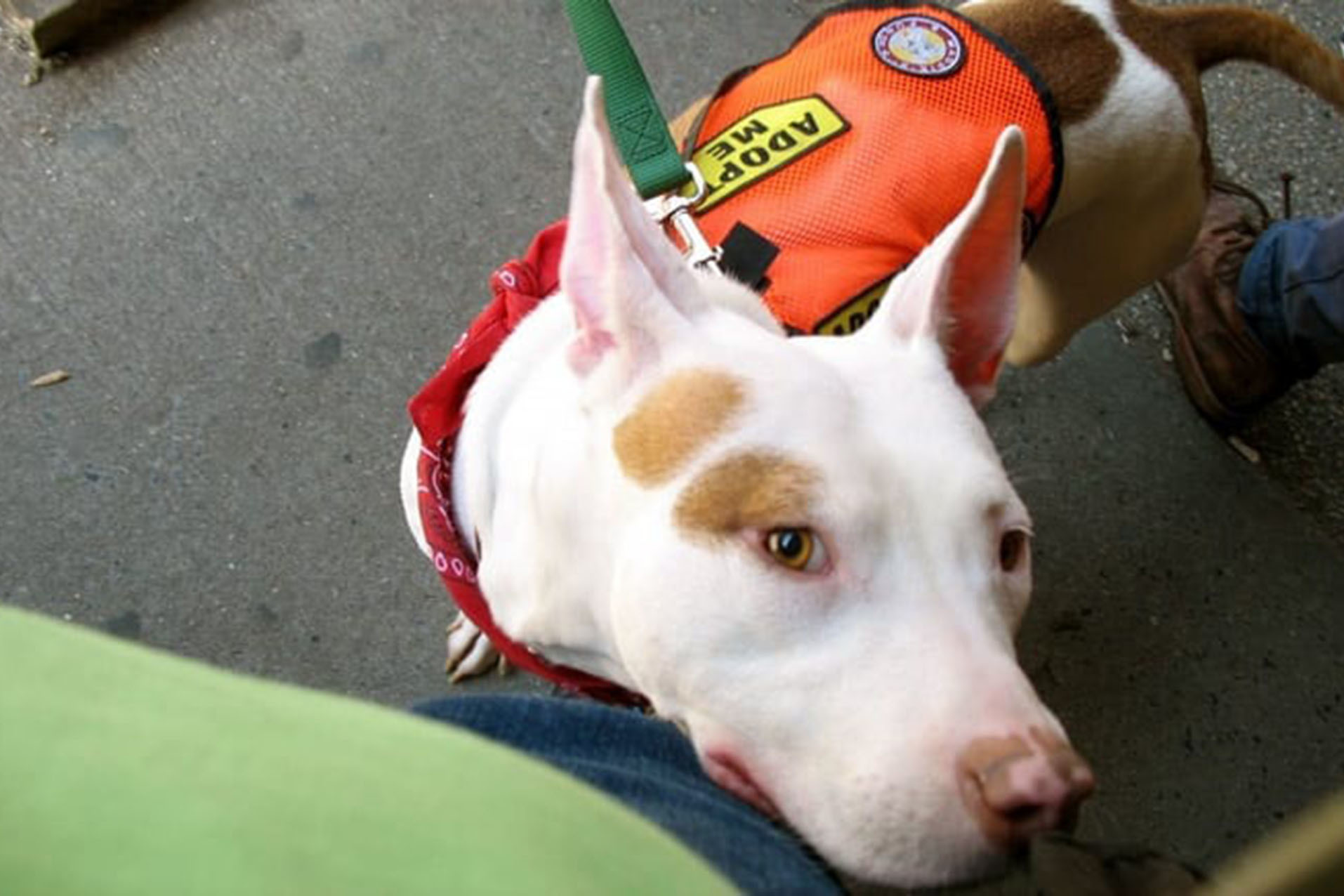 Best places for pet adoption in NYC including foster centers
