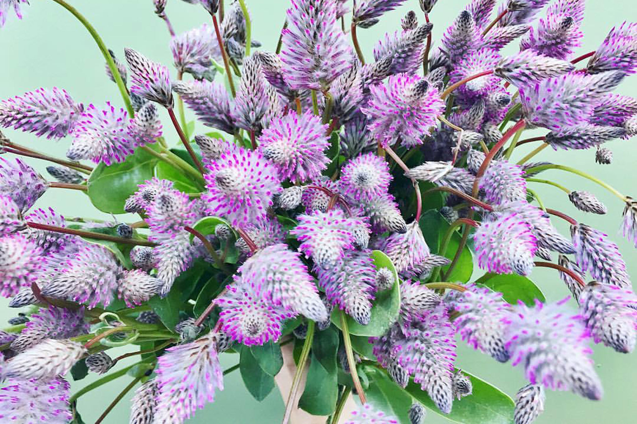 Austin Flower Co Austin Tx at Dave Williams blog