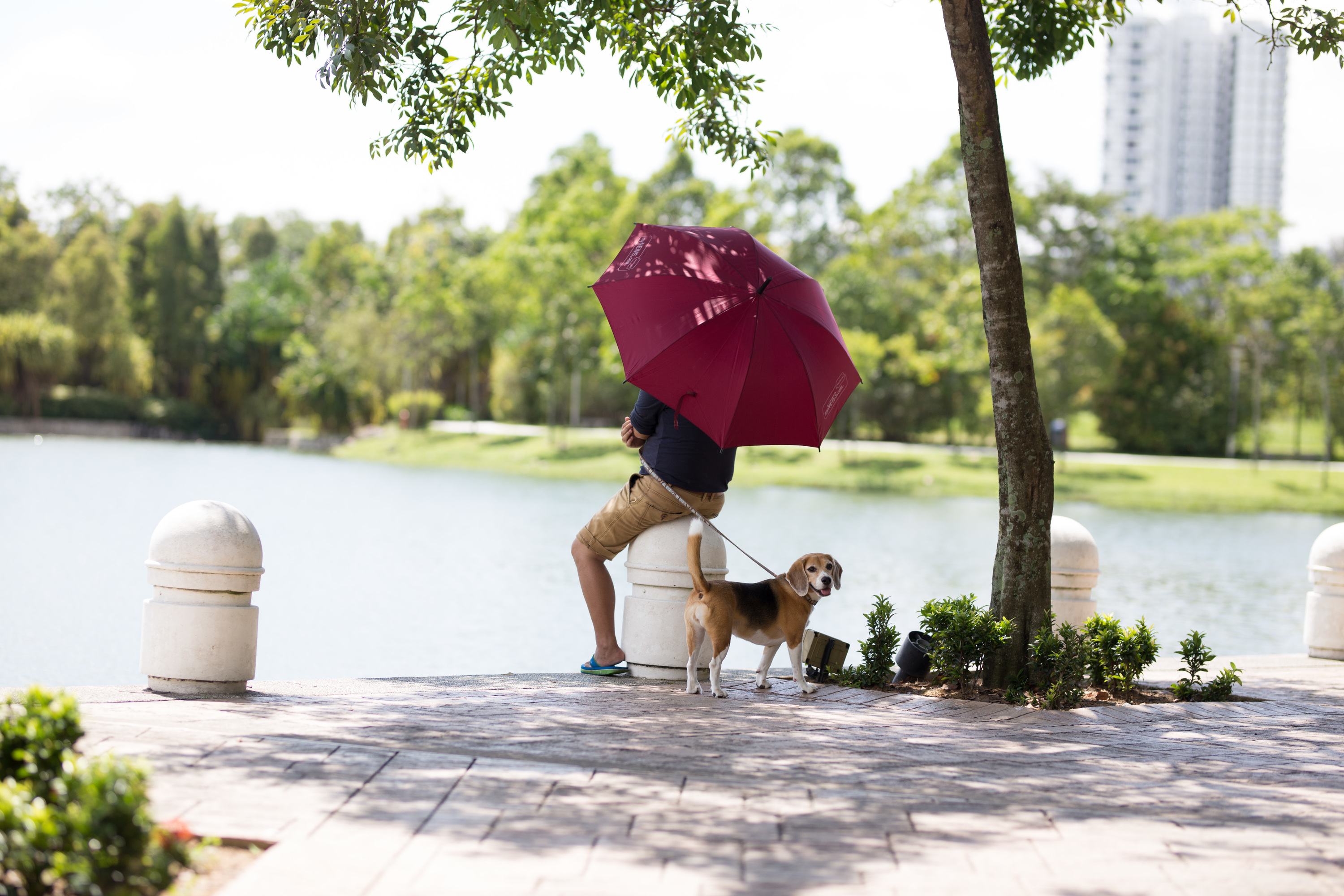 Desa Park City Dog Park Desa Parkcity The Central Park Our dog