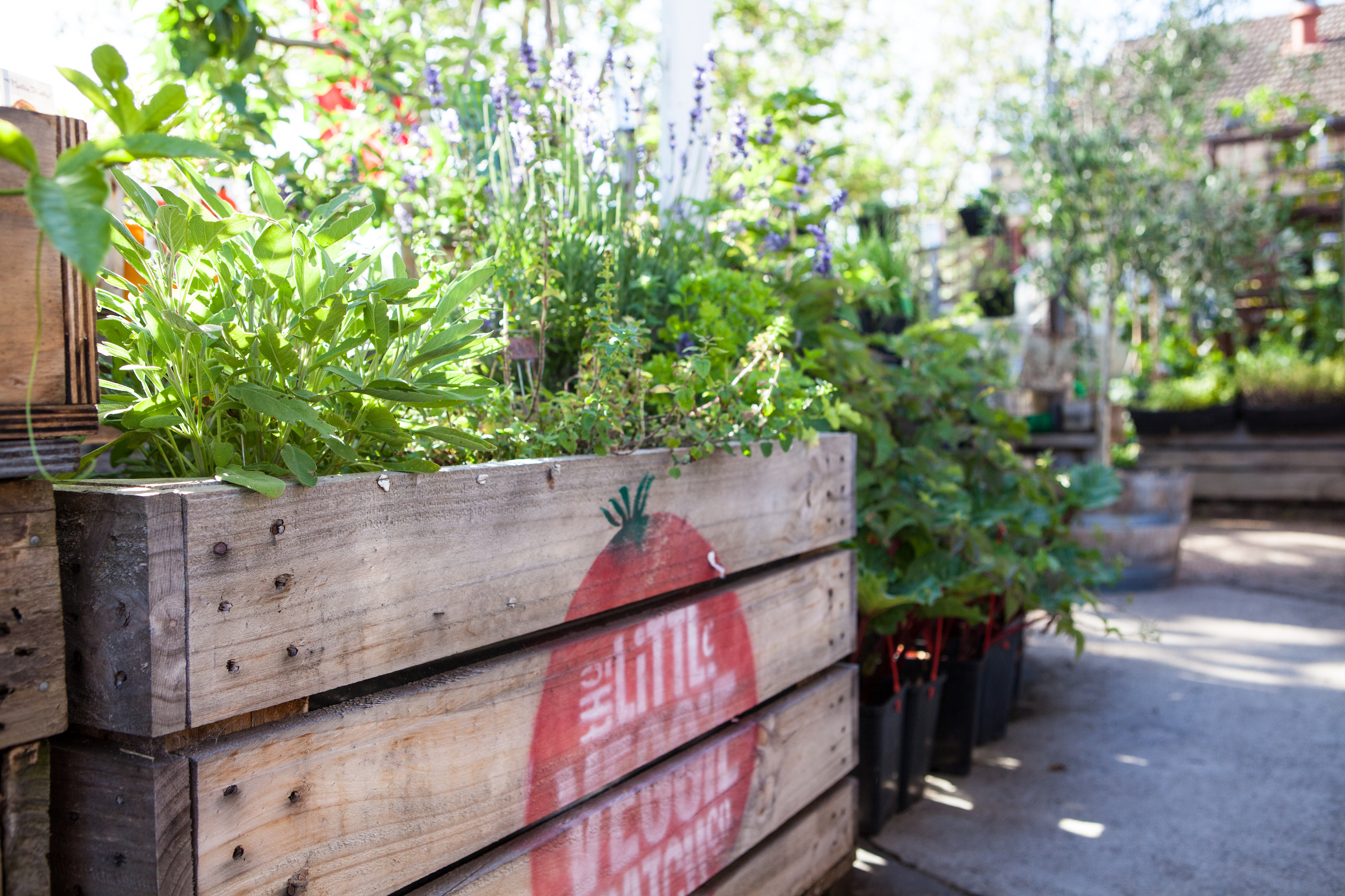 The best nurseries to buy plants in Melbourne