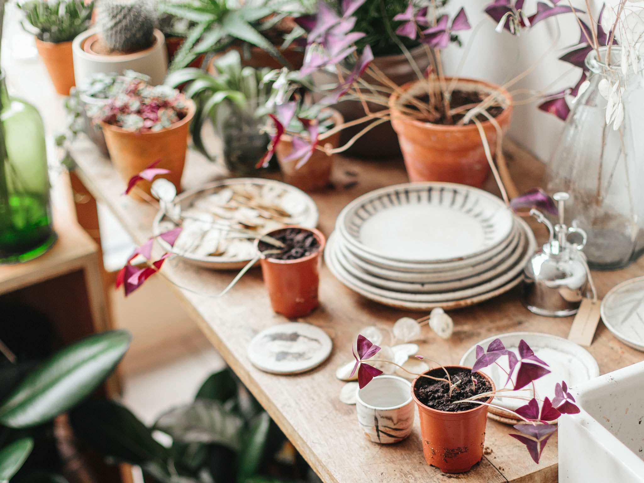 Best Garden Centres and Plant Shops in London 24 Lush Places To Buy Plants