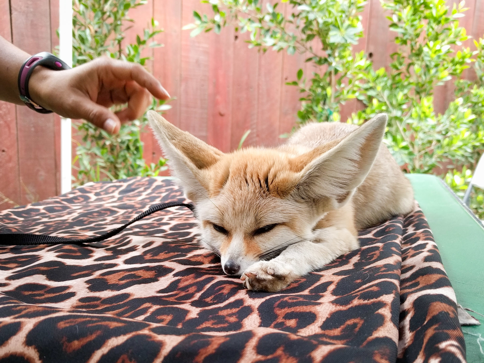 Where you can pet adorable animals in L.A.