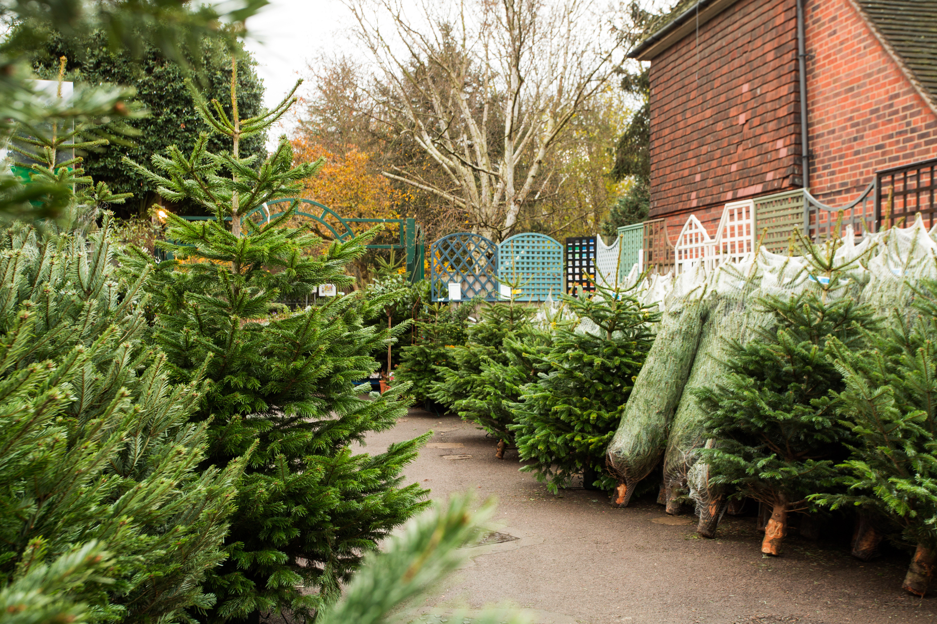 Where to buy Christmas trees in London How to get a Christmas tree