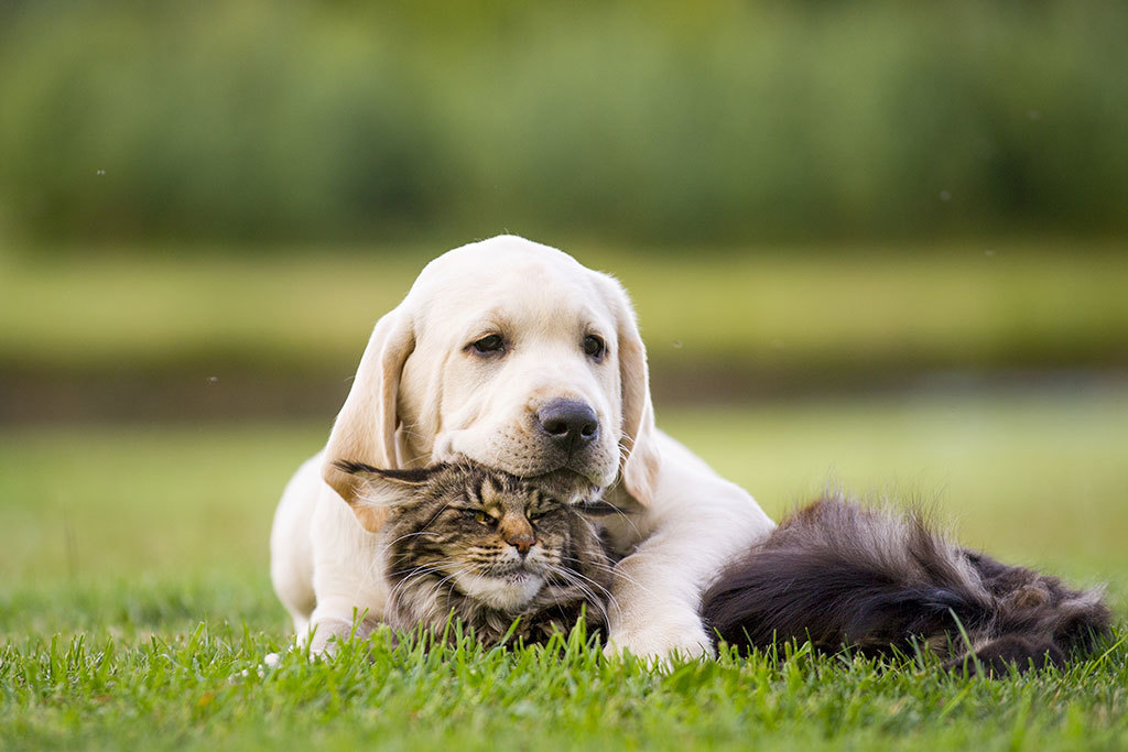 Are Dogs More Comforting Than Cats