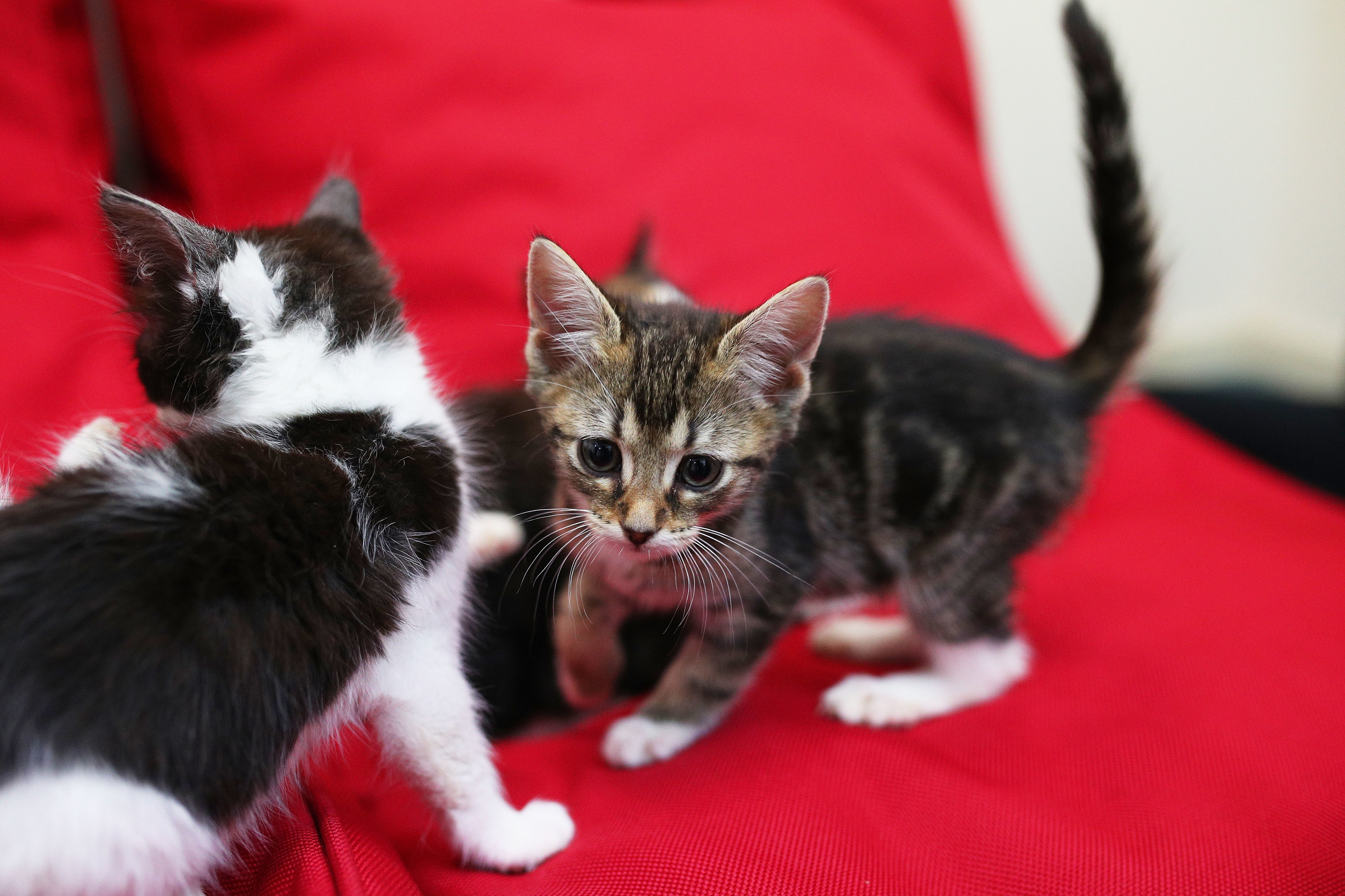 We cuddled a litter of kittens for National Pet Adoption Day