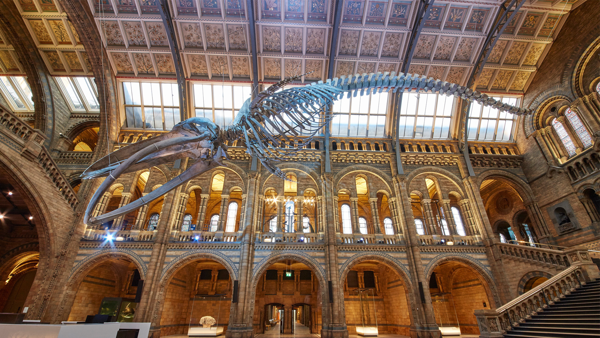 Dino Snores at the Natural History Museum Dino Snores