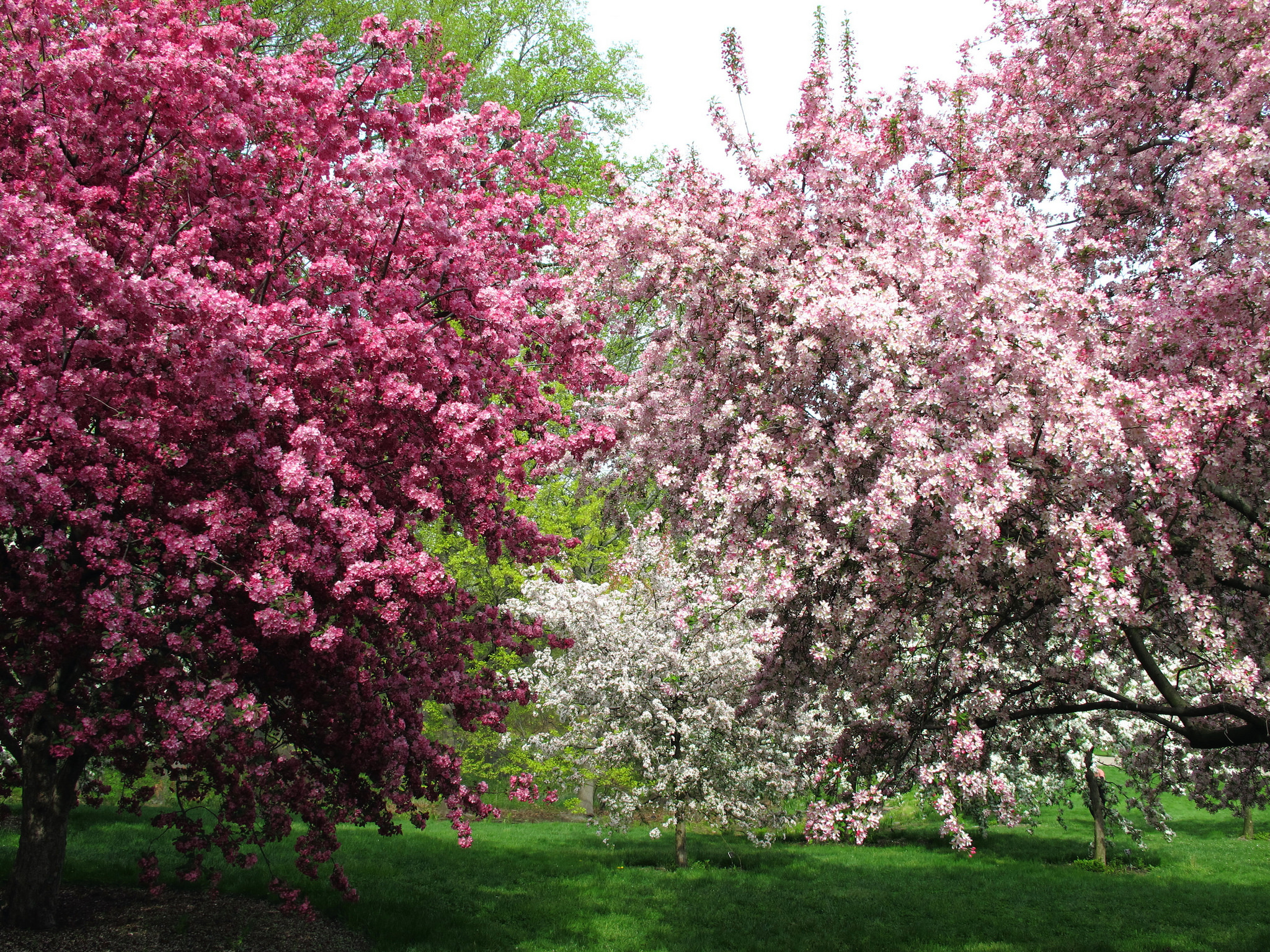 Sakura Matsuri Cherry Blossom Festival NYC Guide 2020