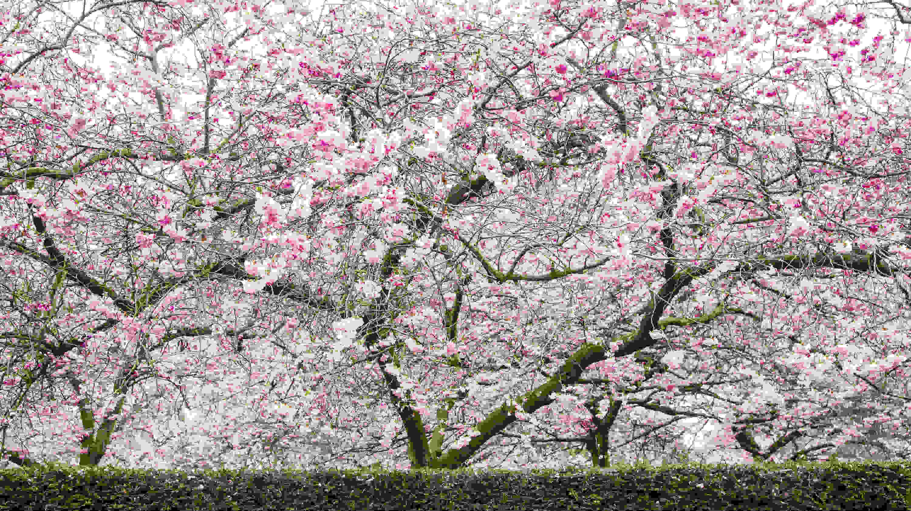 9 Places To See Cherry Blossom in London Cherry Blossom Season 2021