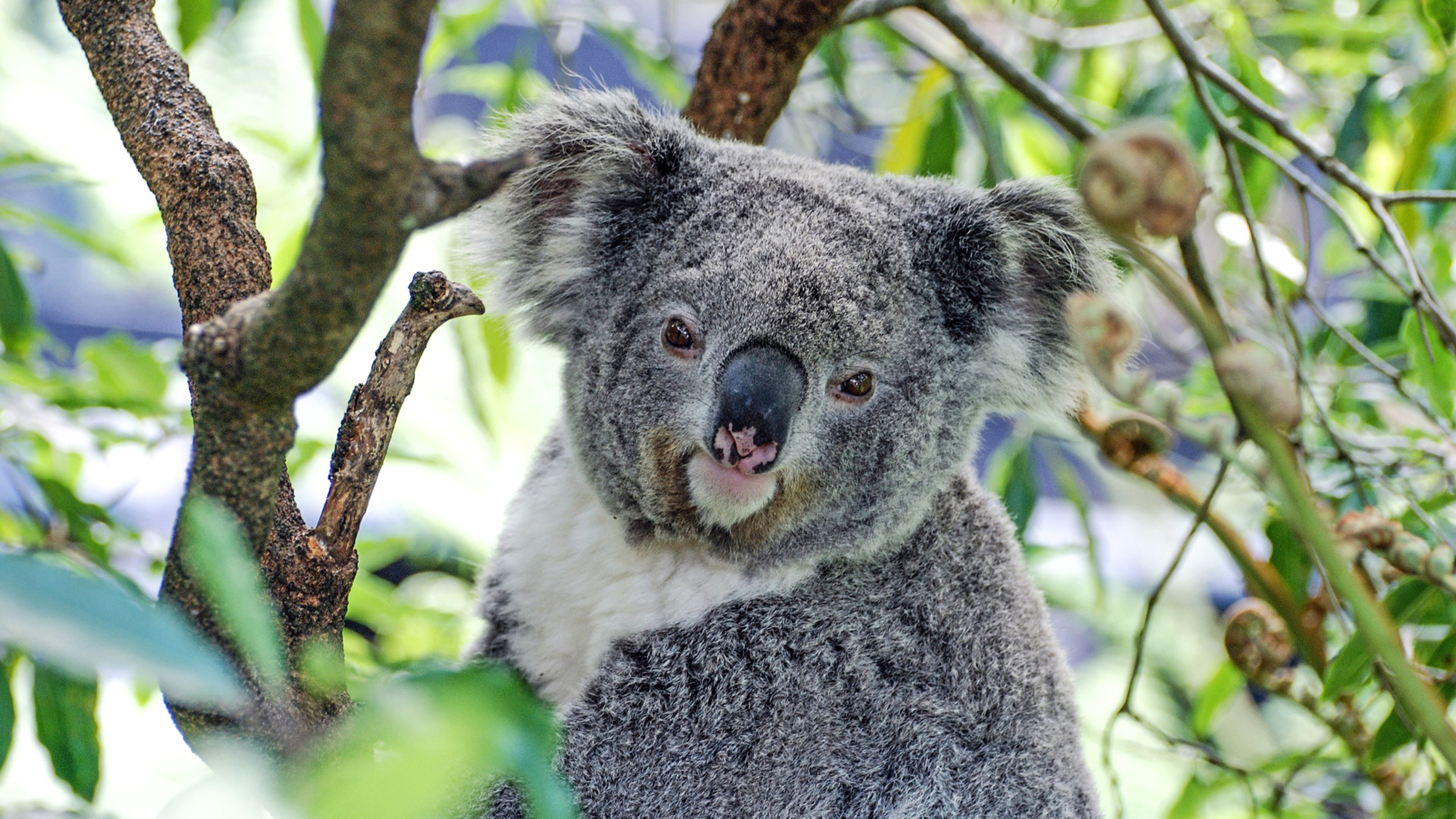 Recklessly Koala And Tree Maribyrnong