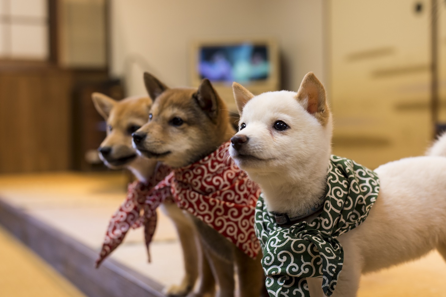 Best animal and pet cafés in Tokyo Time Out Tokyo