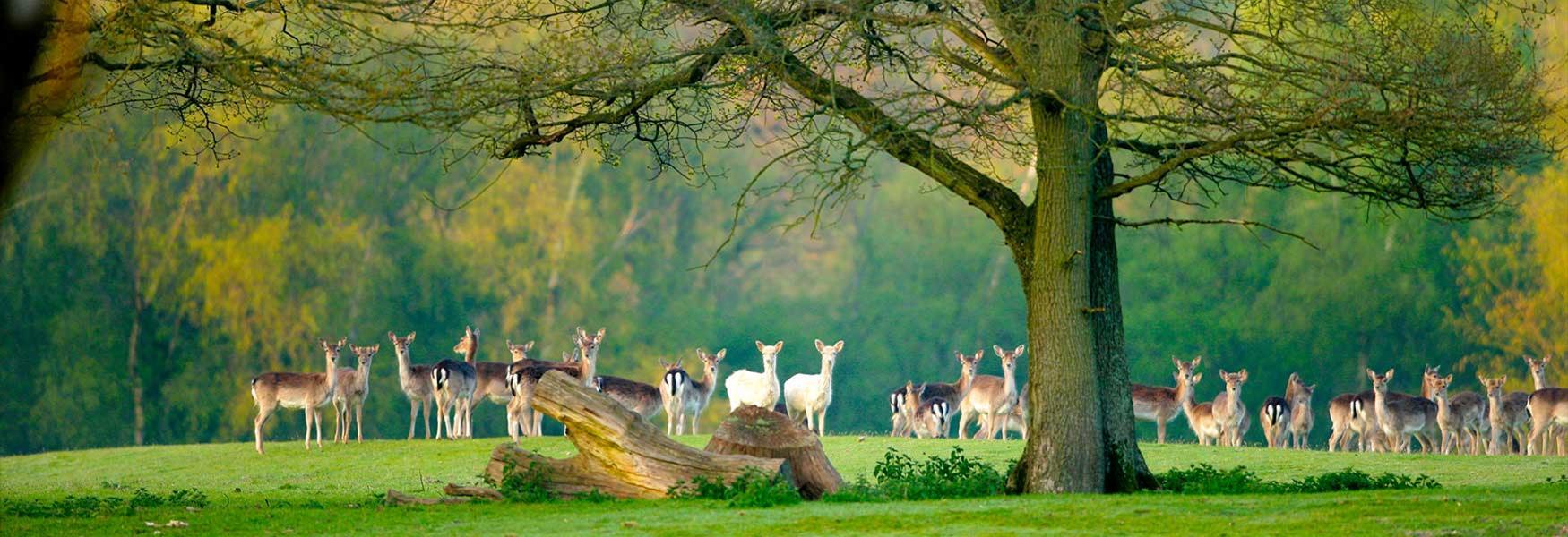 Best Things To Do in the New Forest 10 Great New Forest Attractions