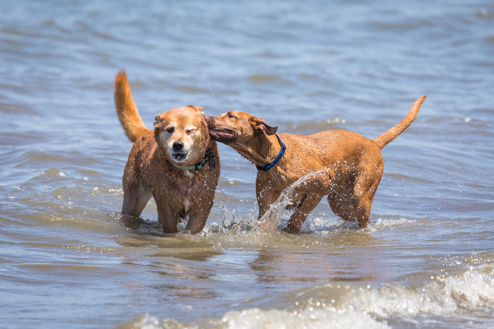 Are Dogs Allowed In Miami Beach Parks