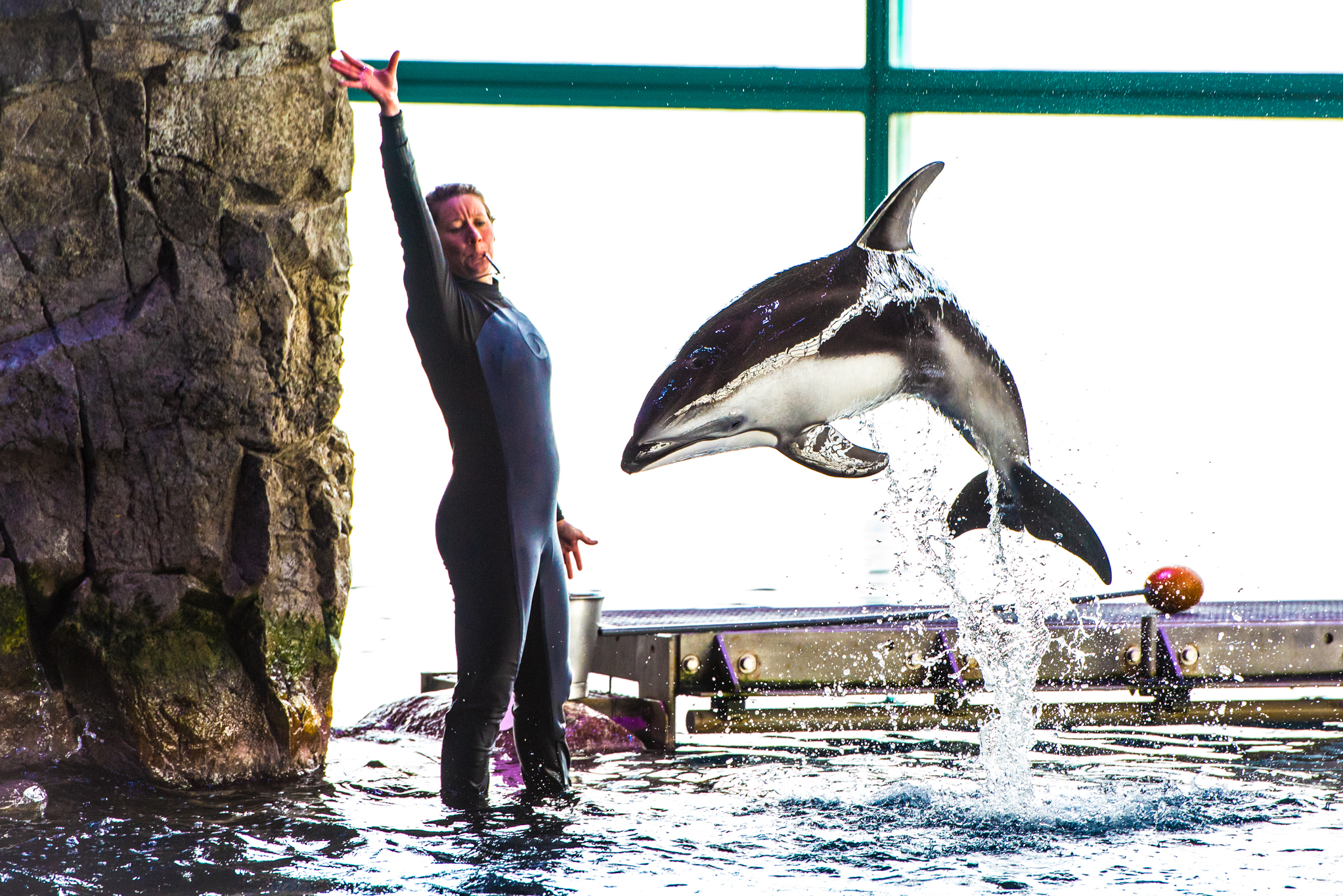 Shedd Aquarium Jazzin At The Shedd Aquarium Views