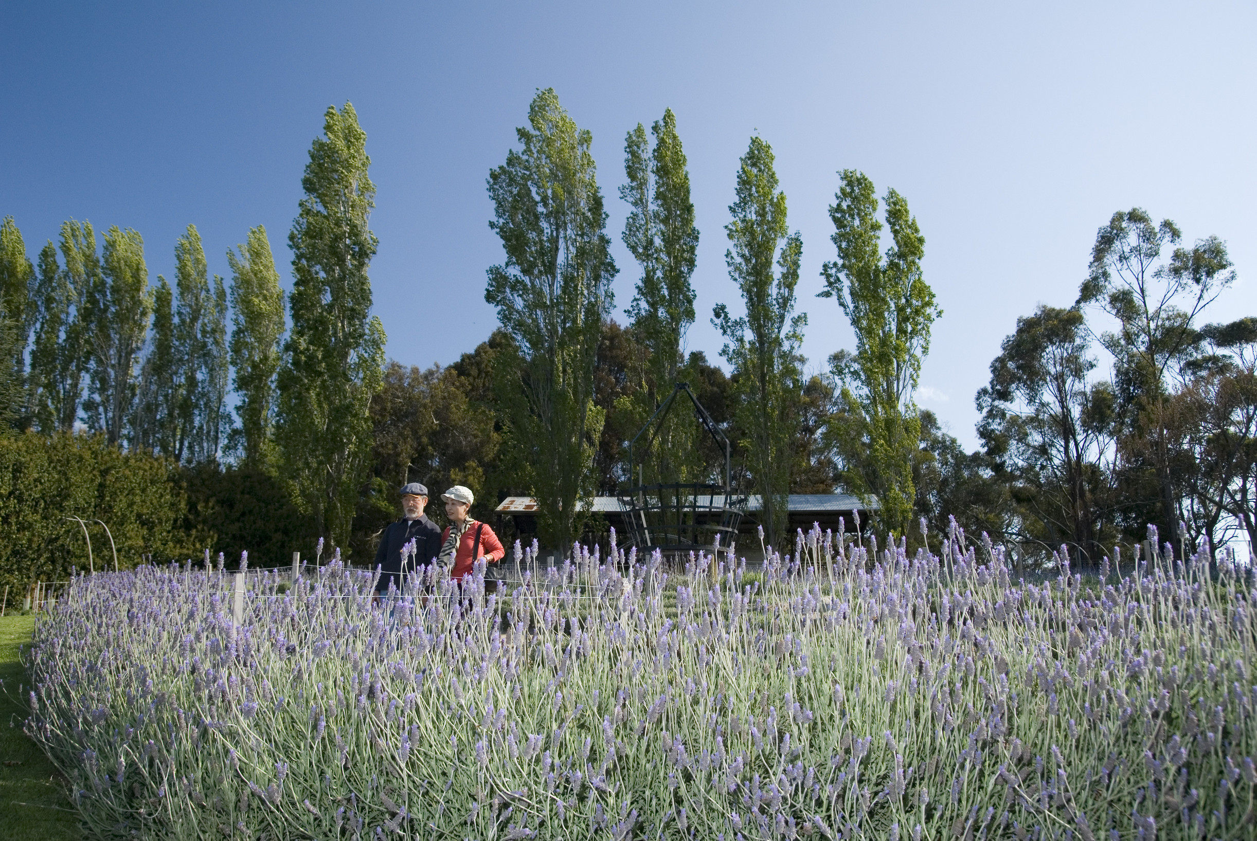 The 4 loveliest Lavender Fields in Melbourne Melbourne Lavender Fields