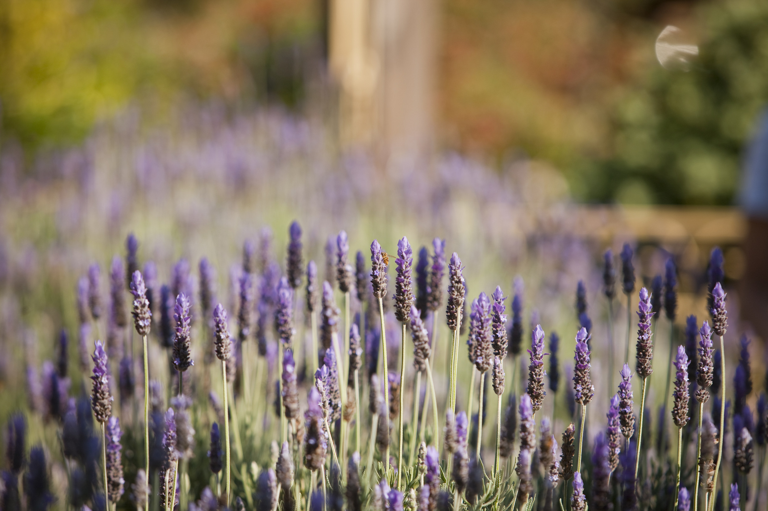 Lavender Farm Near Melbourne See More...