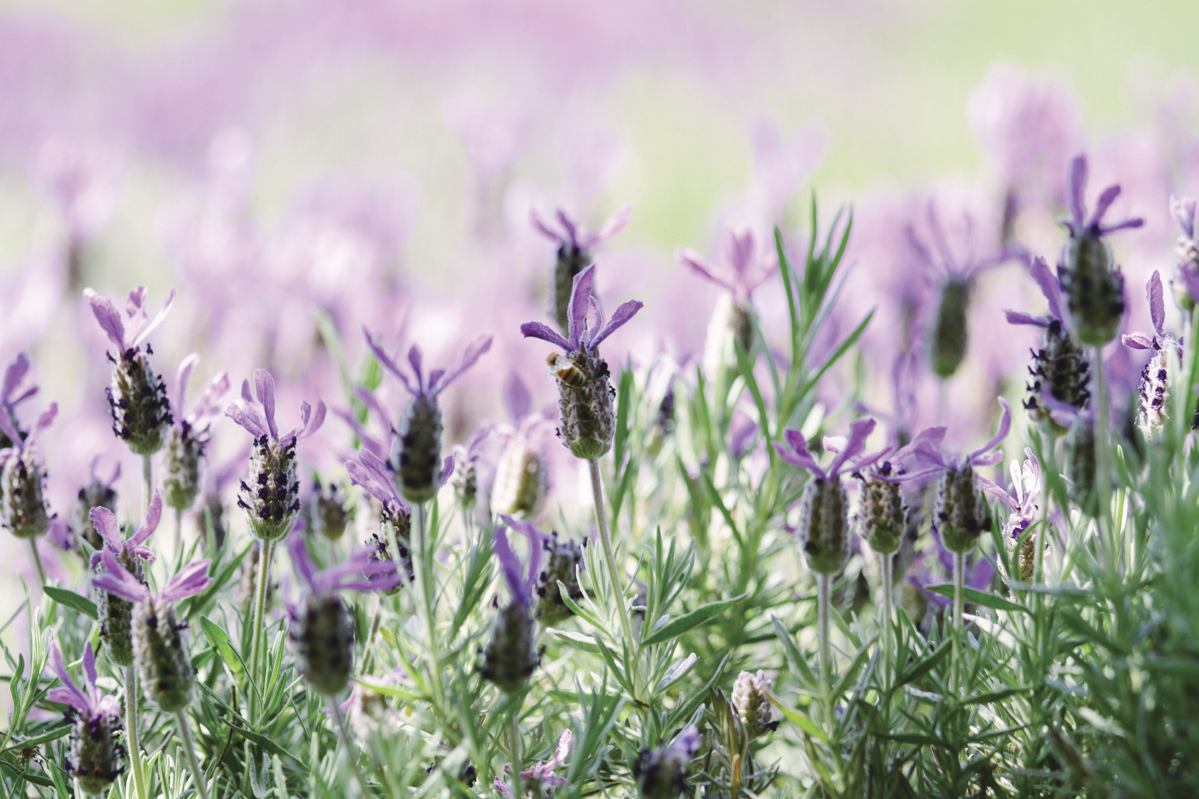 The loveliest Lavender Fields in Melbourne Melbourne Lavender Fields