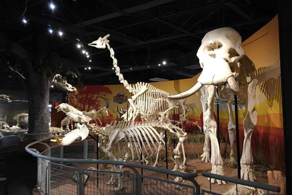 21 Best Things to Do in Orlando Right Now