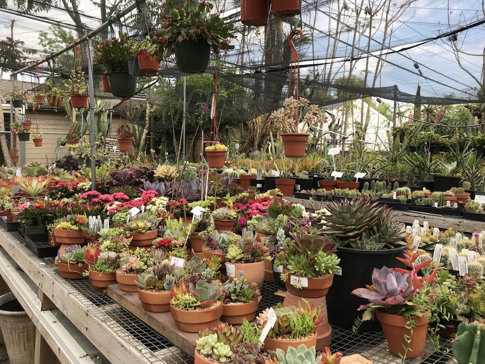 8 Cactus Gardens in L.A. for Succulent Obsessives