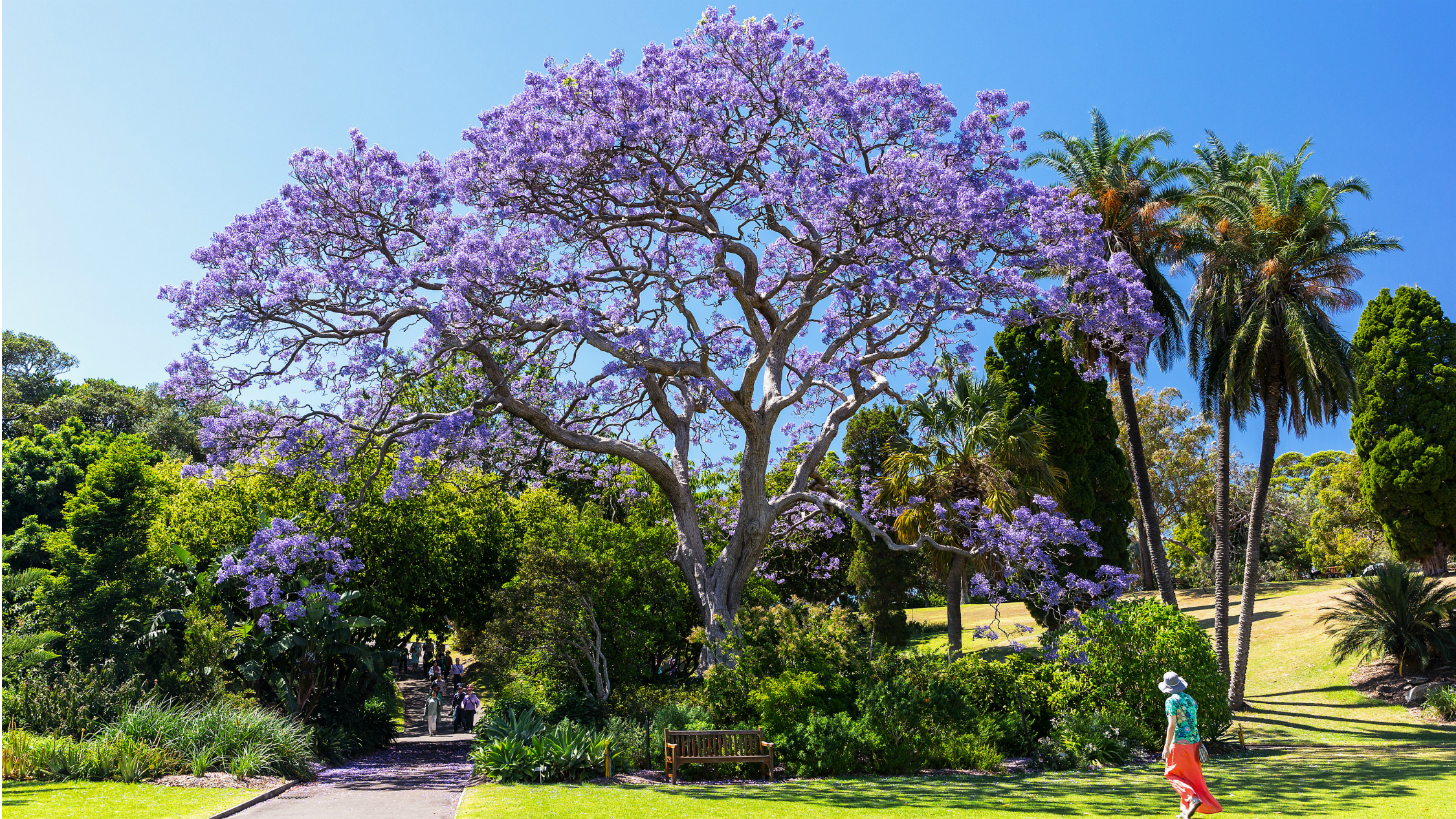 Jacarandas in Sydney and NSW The 8 best places to see them