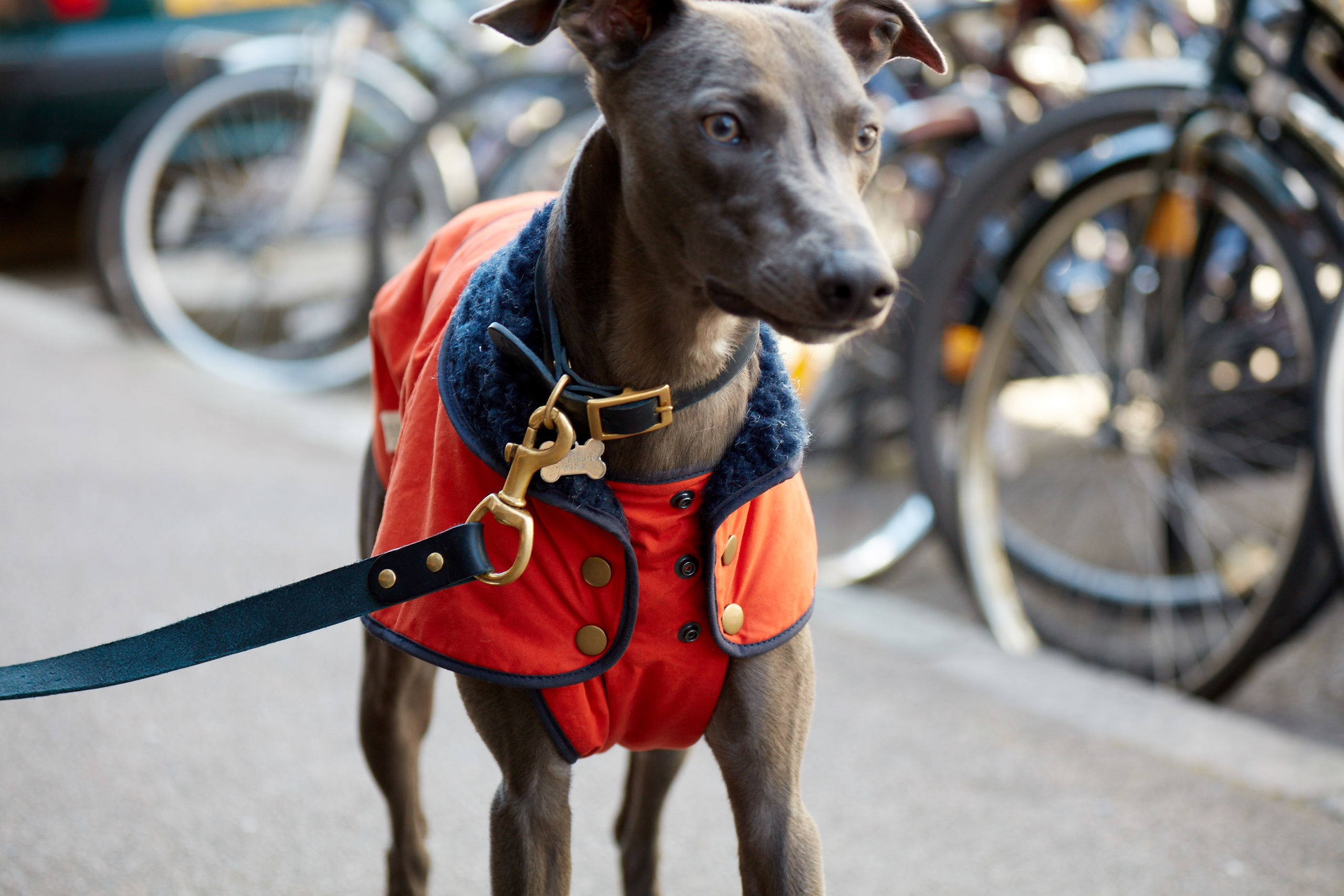 Winter Waggingland A Christmas Market For Dogs and Owners Things to