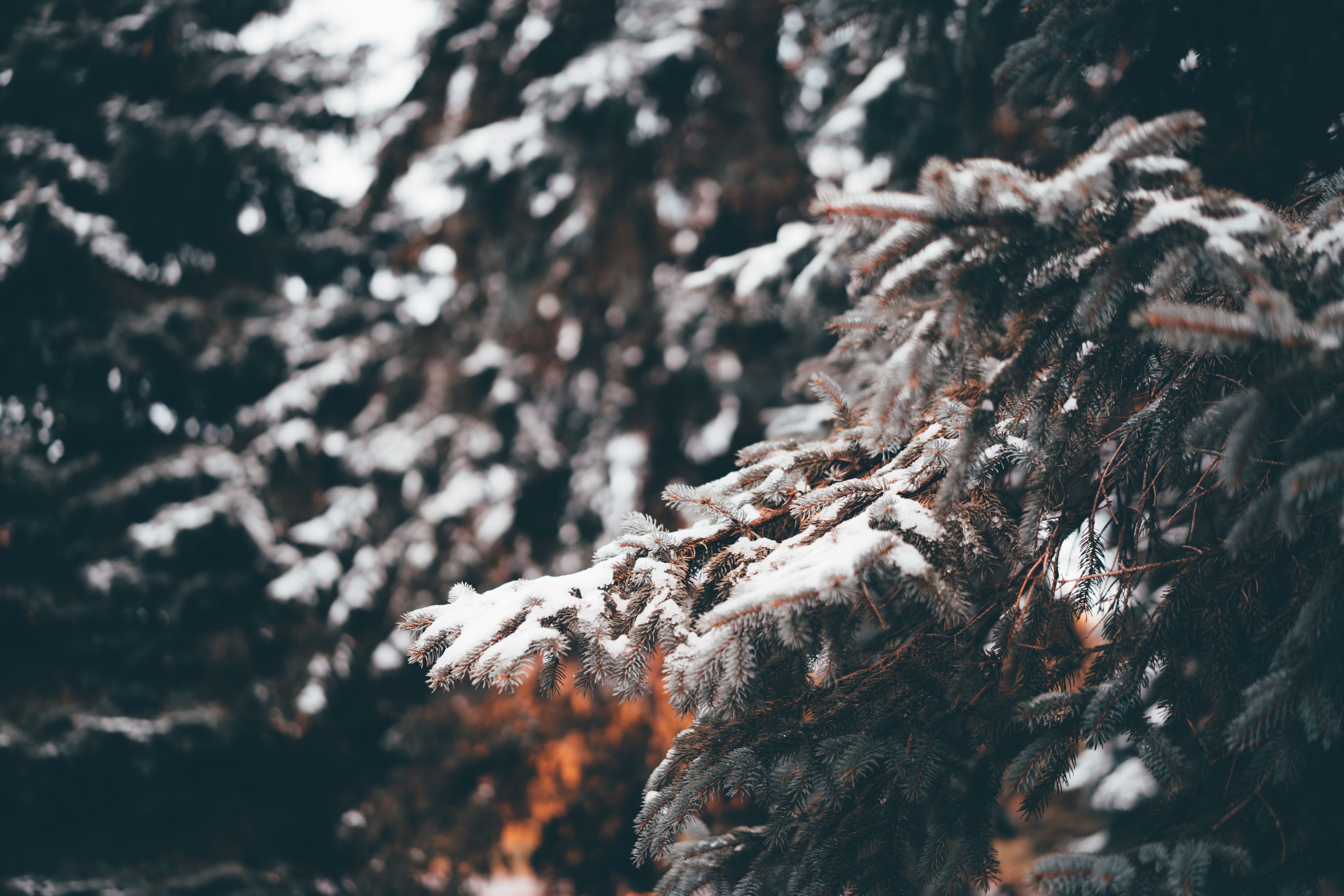 12 Best Christmas Tree Farm Spots Near NYC To Visit This Winter