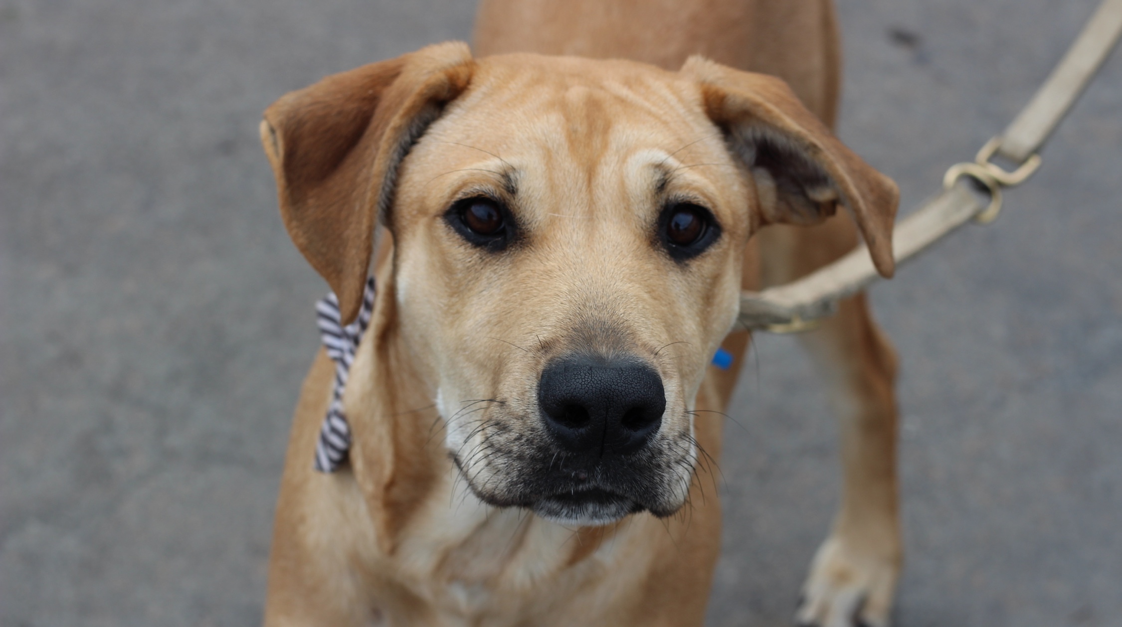 Walk for a Cause and All Pets Market Things to do in Melbourne