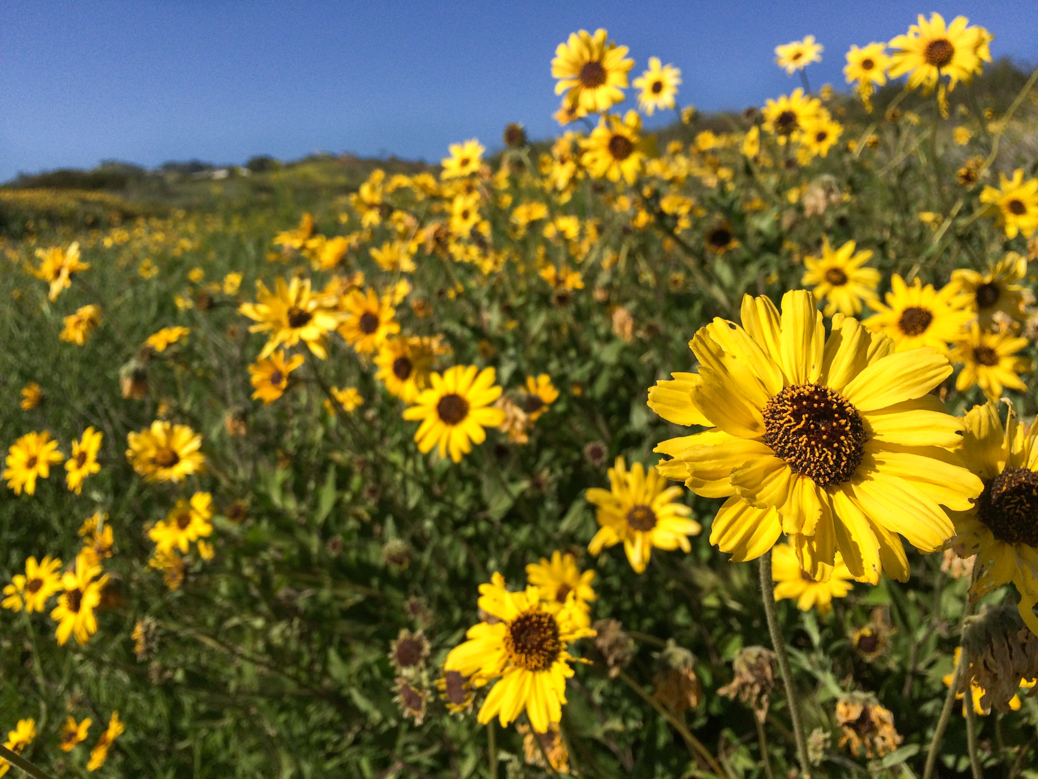 Best Places to See Southern California Wildflowers This Year