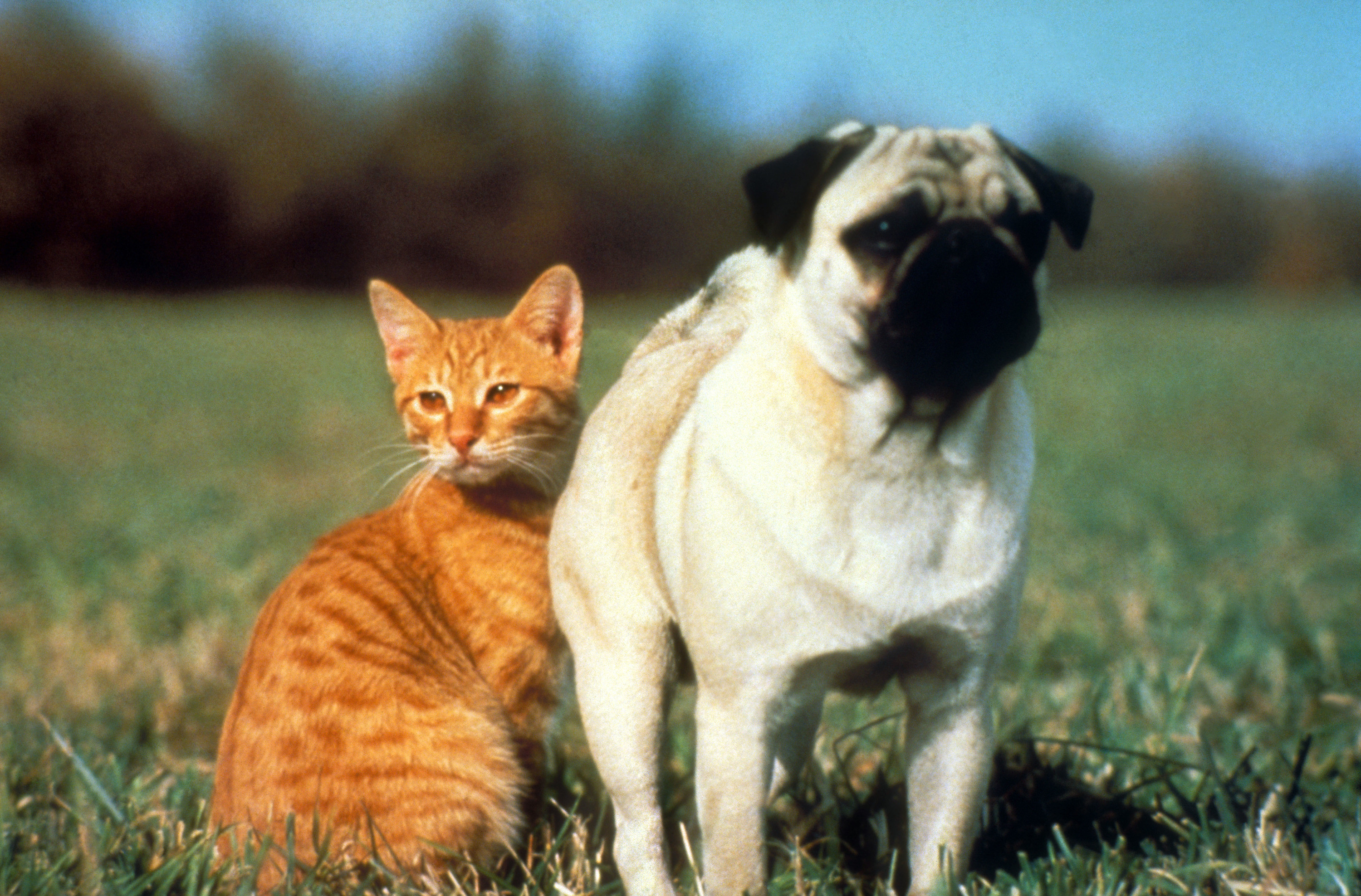 30 Best Animal Movies To Watch As a Family