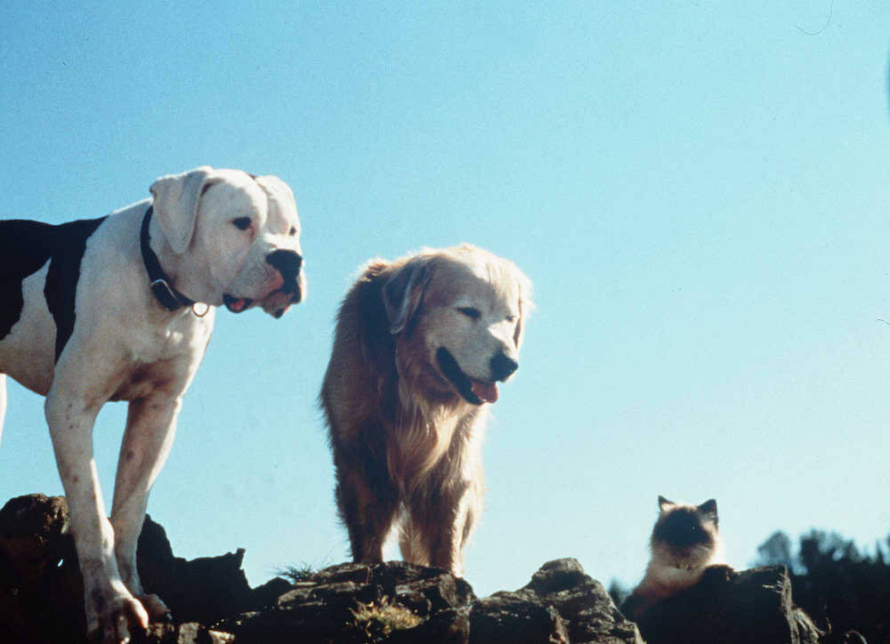 30 Best Animal Movies To Watch As a Family
