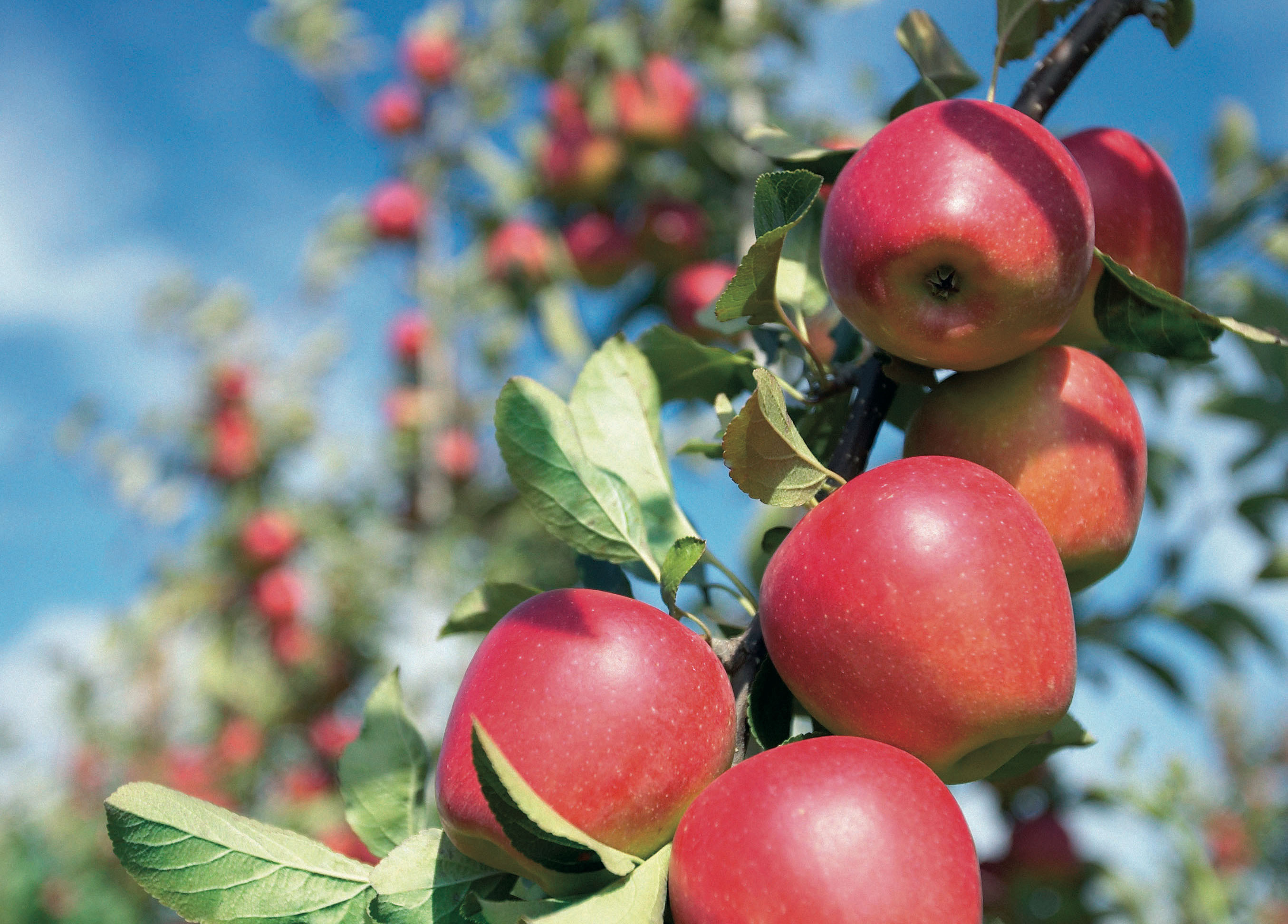 Kanzi Apple Festival Things to do in Melbourne
