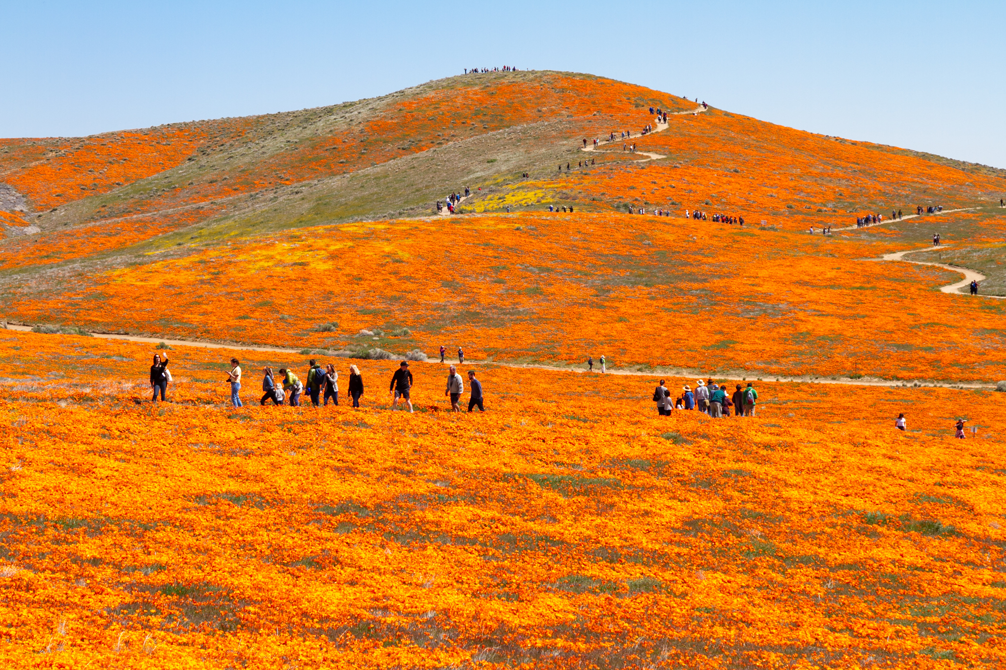 Everything you need to know before heading to the Antelope Valley Poppy Reserve